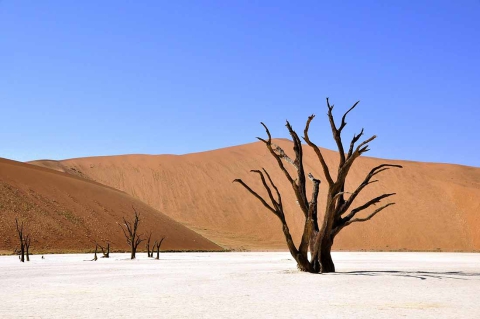 Ein trockener Baum in einer öden Landschaft. Er symbolisiert, wie wichtig ein klima-freundlicher co2 Fußabdruck ist.
