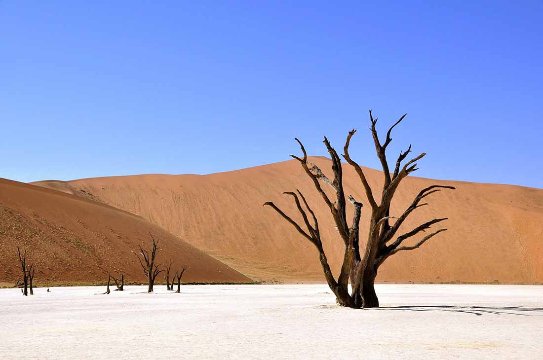 A dry tree in a barren landscape. It symbolises the importance of a climate-friendly co2 footprint.