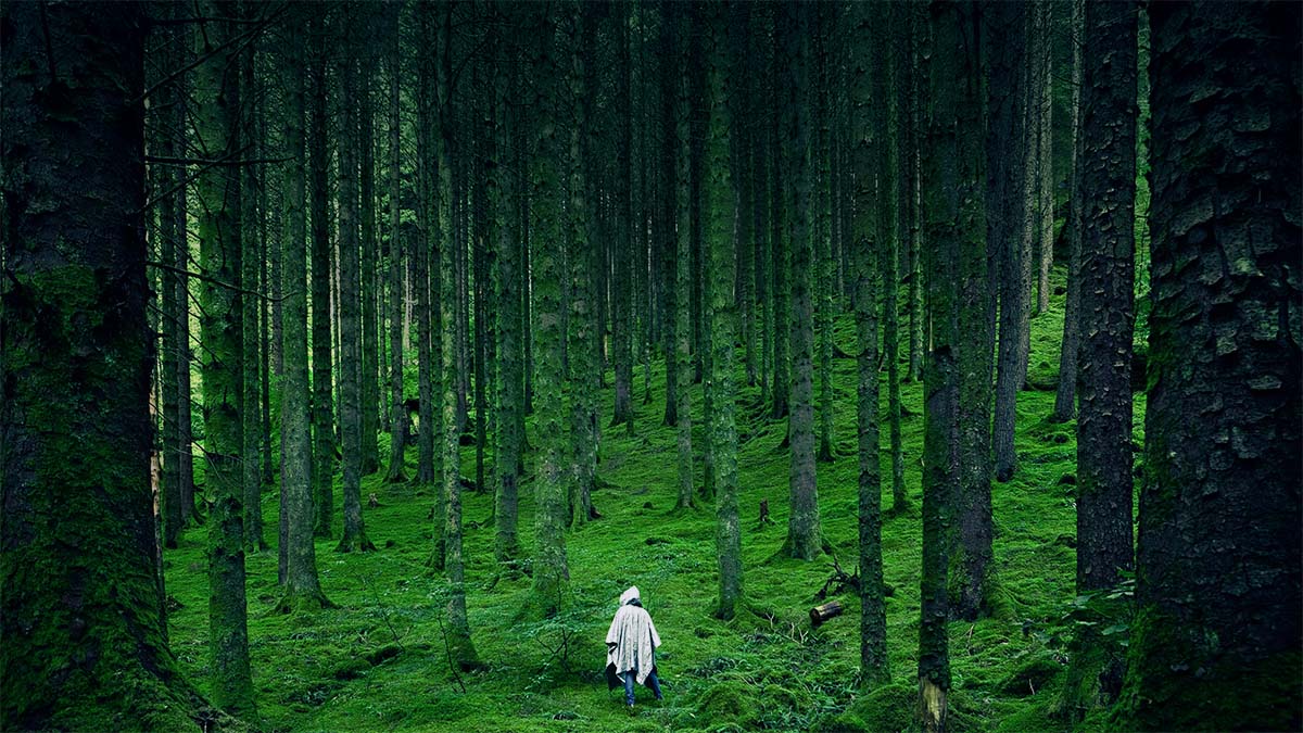 An adventurer explores an enchanted forest