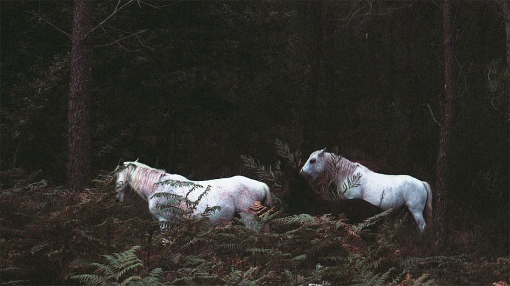 Two white horses in the magic forest as an example of good website images