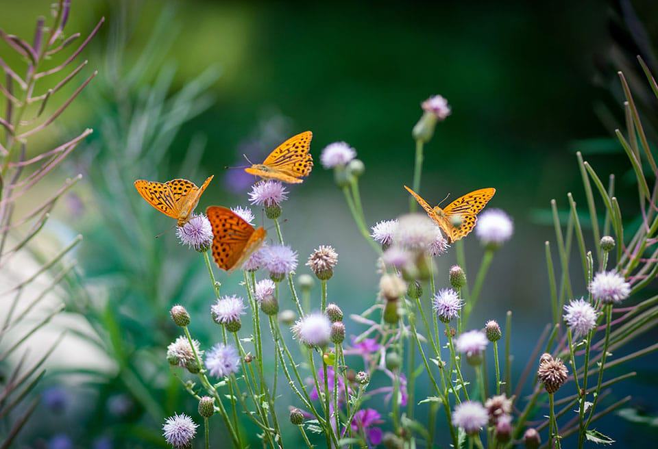 Foto von Schmetterlingen, die Nektar trinken, Beitragsbild für die Erklärung der Metapher von Website-Pflege und Gartenarbeit