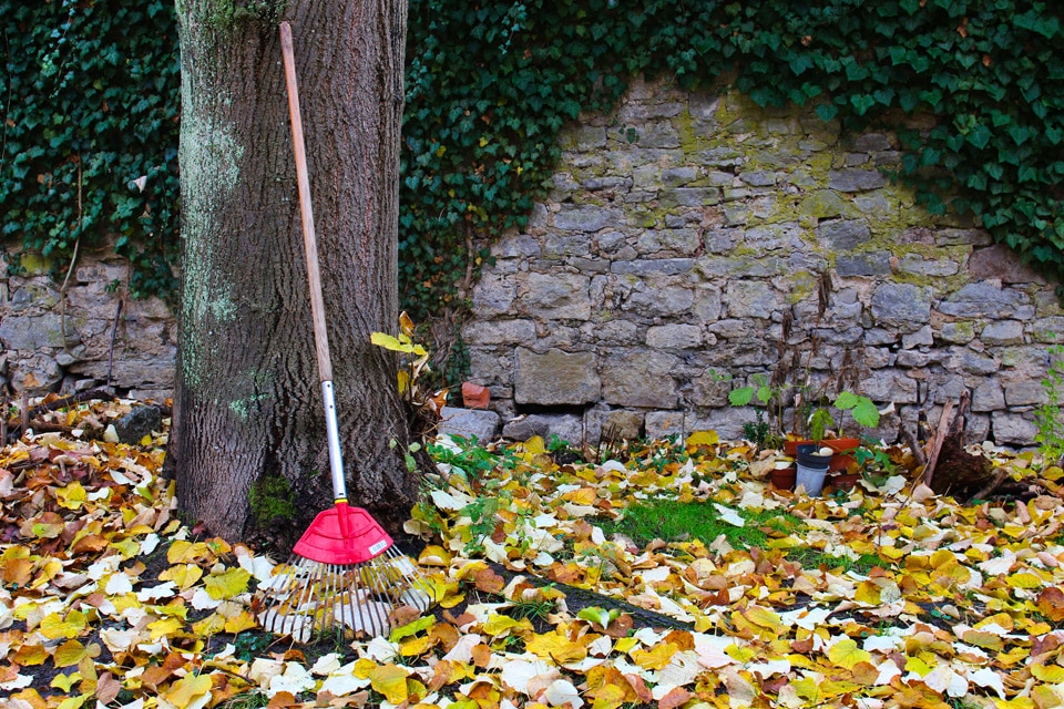 Foto eines Laubhaufens mit einer Gartenharke symboliisert keine Zeit für Website-Pflege